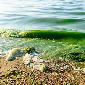 Harmful Algal Blooms