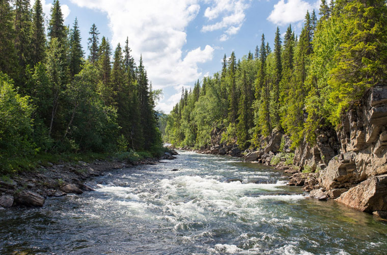 A river flowing through a dense forest.