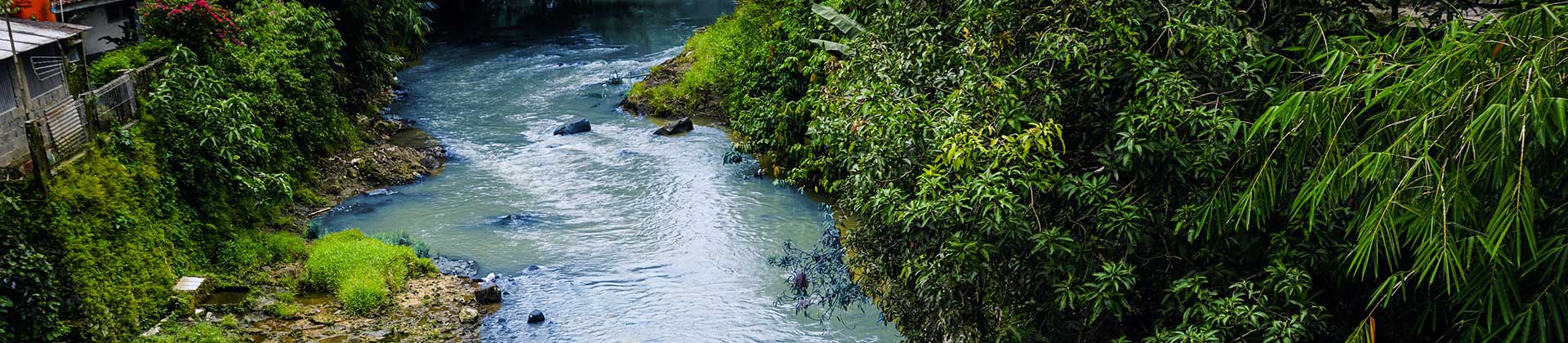 Stream bank running through woods with rocks and wild plants around.